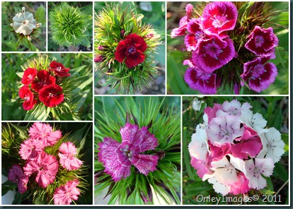 back patio collage0502