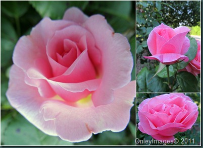 pink rose collage
