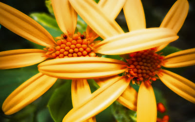 HD Flower Wallpaper Melodie en Sous Sol by Hemingway81 HD Flower Wallpaper