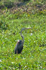 _DSC0558 _DSC0558
