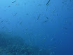 P1040417.JPG