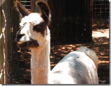 7-21-09 norman zoo 022