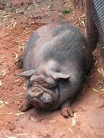 7-21-09 norman zoo 016