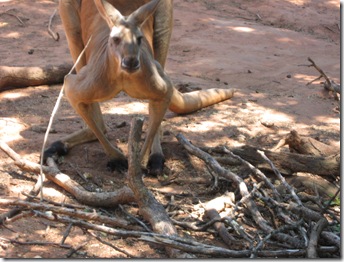 7-21-09 norman zoo 006