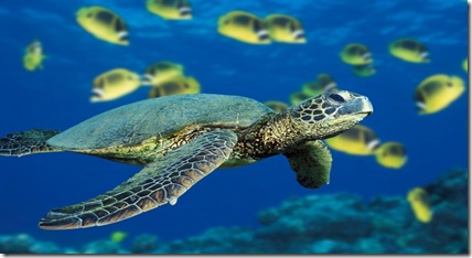 Green Sea Turtle