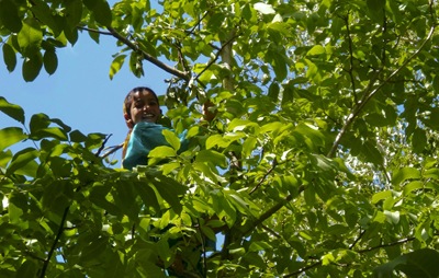 Nora-buscando-nueces-olvidadas