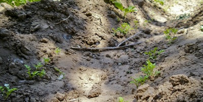 Zanahoras-en-huerto