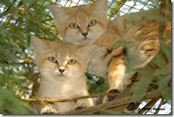 ARABIAN_SANDCAT_Felis_margarita_harrisoni_01