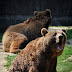 Gradina Zoo Brasov-11.jpg