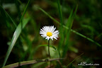 Flori macro-01.jpg