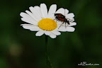 Flori macro-05.jpg