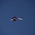 DSC_0042.JPG