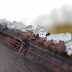 Zapada in Poiana Brasov-3.jpg