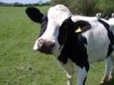 cow