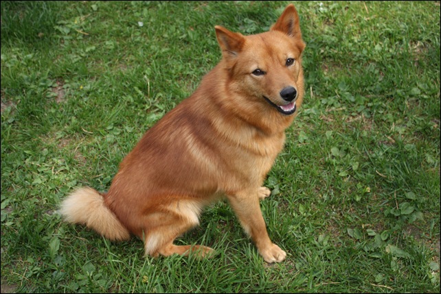 talo 063