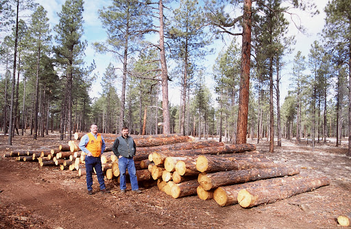 Allen and Kenny Ribelin have been trying for years to develop markets for Arizona logs they harvest from overstocked forests. Despite the fact that they do excellent work, they face a daunting challenge because there are no sawmills left in the Southwest. This tract, within five minutes of downtown Flagstaff, is an excellent example of the kind of work the U.S. Forest Service would like to do if Congress would only give it the authority to do necessary thinning work on a scale large enough to attract new wood processing investments to the region. Various drawing boards hold plans for sawmills, a pulp mill and an oriented strand-board manufacturing facility, but it is unlikely private capital will flow to the region without a stable source of federal fiber.