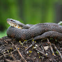 Northern Watersnake