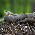 Northern Watersnake