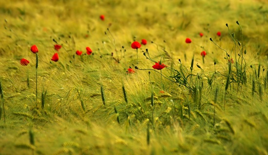 HD Nature Wallpapers
