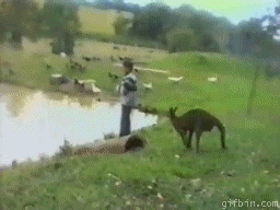 kangaroo-kicks_thumb%5B2%5D.gif?imgmax=800