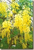 clip_image002