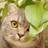 undertree