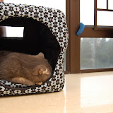 new-house