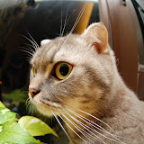 big-eye