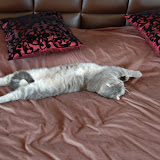 sleep