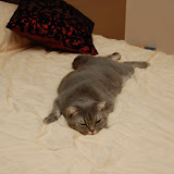 flat