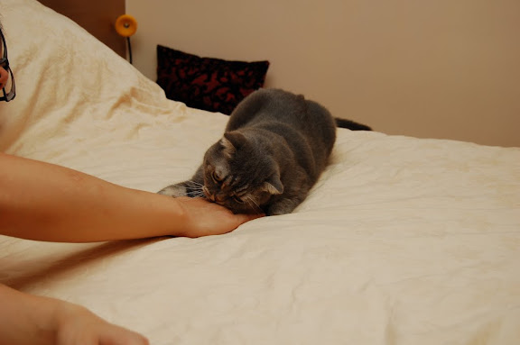 Step 3: 咬落去