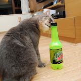 moutaindew