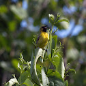 Orchard Oriole