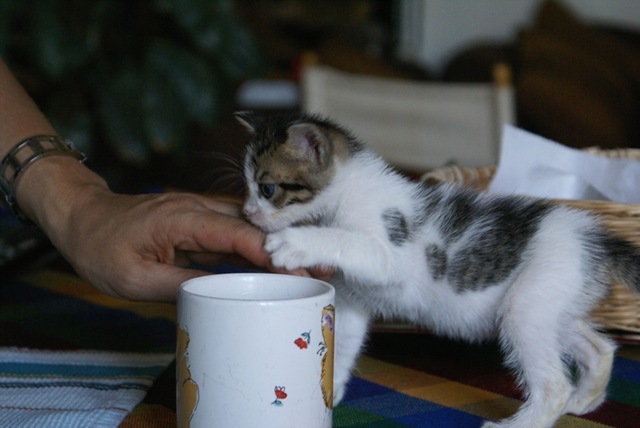 [Una tazza di latte[4].jpg]