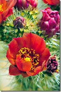 Flowers of the Cholla Cactus