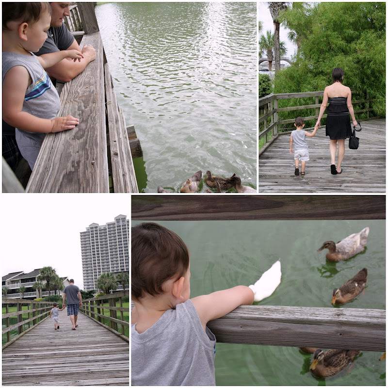 Picnik collage-ducks.jpg Picnik collage-ducks.jpg