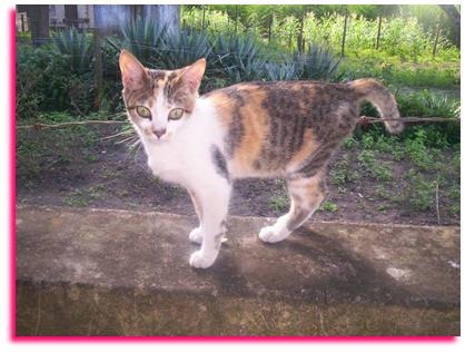 [041907_1310_Cats23.jpg]