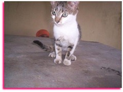 041907_1310_Cats3