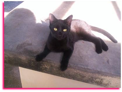 [041907_1310_Cats13.jpg]