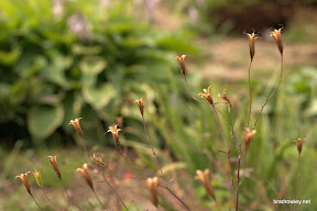 CRW_0042.jpg