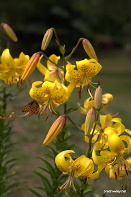 CRW_0066.jpg