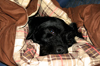 Max wakes from peace dreams ...