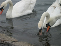 The Swans @ Kensington Garden