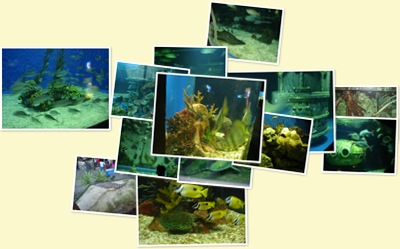 View Manila Ocean Park
