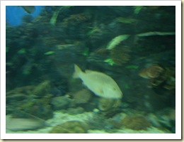 manila ocean park