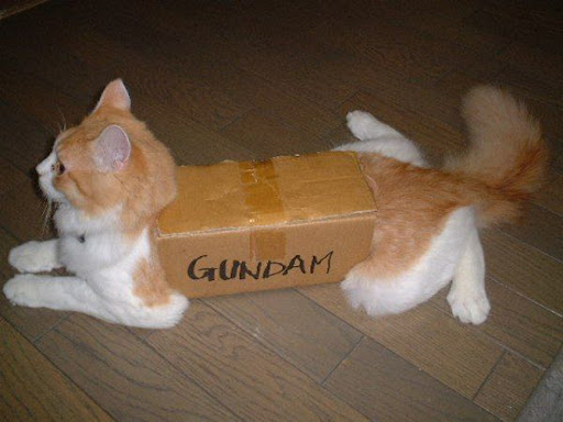 Funny Cats xD , Around The World