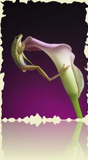 475506-leapin' lilly-canon g1