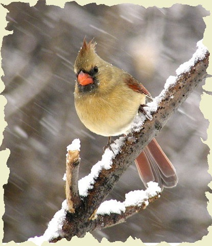 [453838-Northern Cardinal Female[9].jpg]
