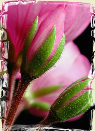 [152278-Bud and Blossom-Geraniums[4].jpg]