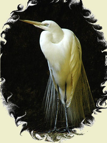 [172298-Waiting For Mr. Egret[5].jpg]